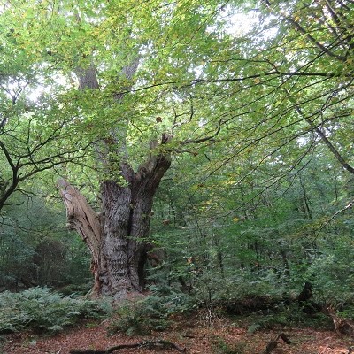 Tweedaagse studiereis – Veteraanbomen en bossen Noord-Duitsland
