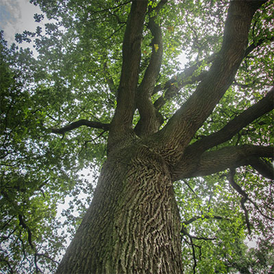 ONLINE training – De omgevingswet voor boomverzorgers